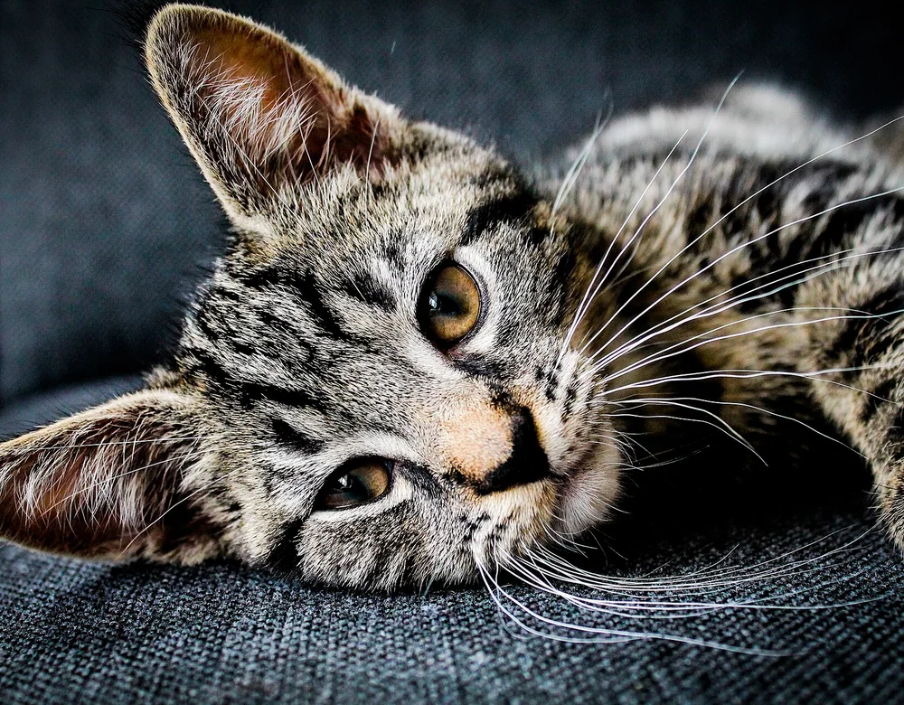 Cat resting on a couch