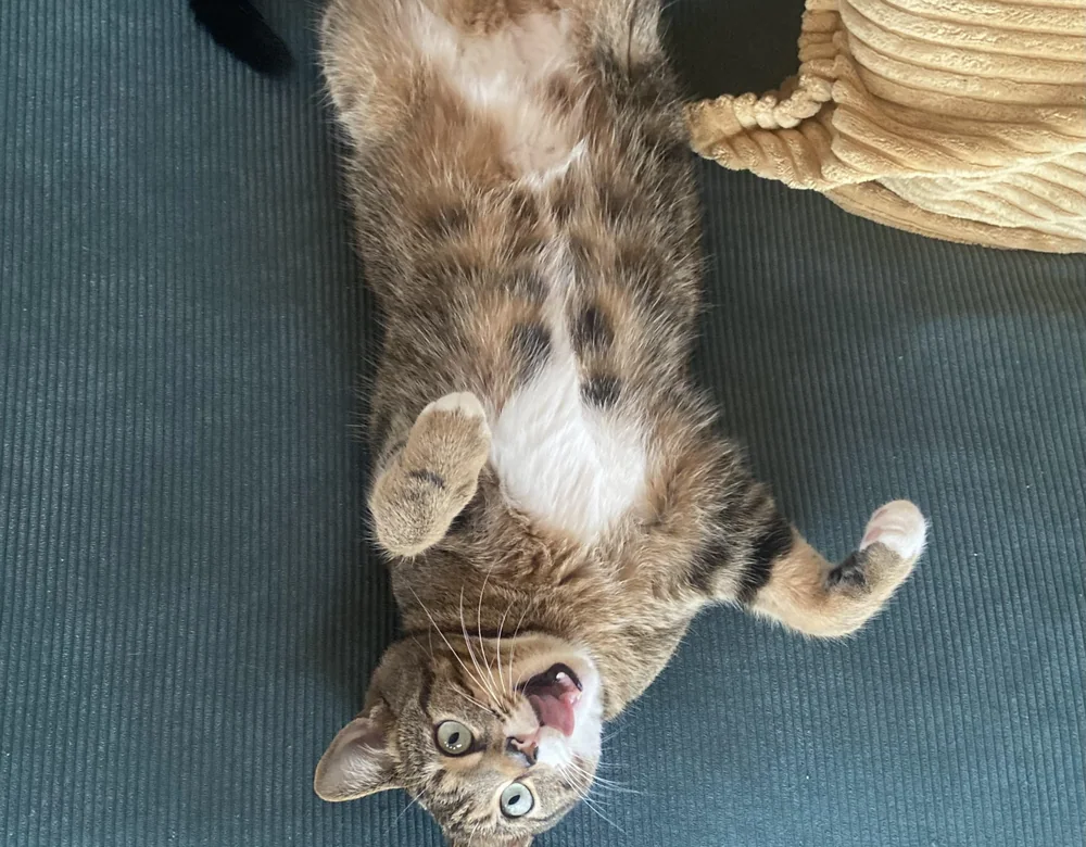 Tabby cat relaxing upside down