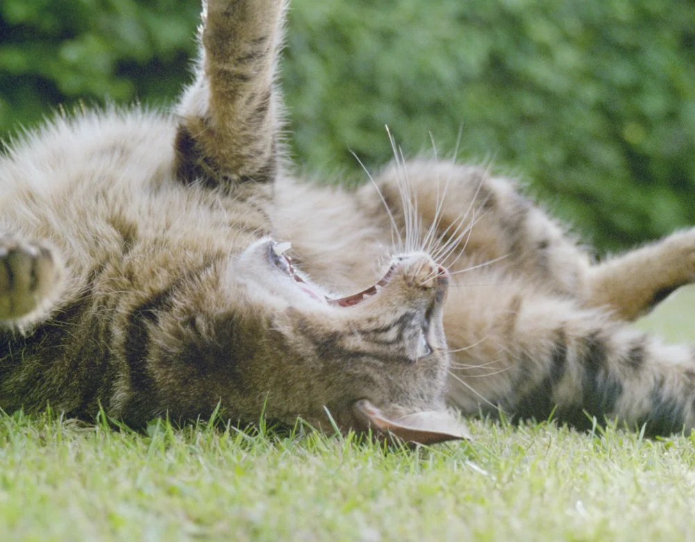 Cat rolling in the grass