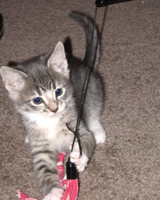 Kitten playing with a toy