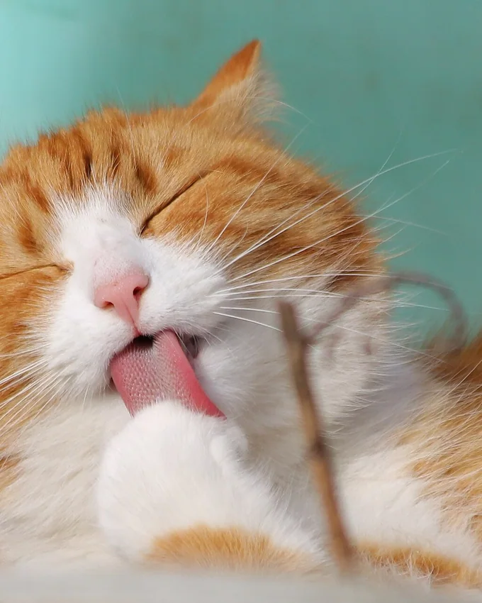 Ginger cat grooming