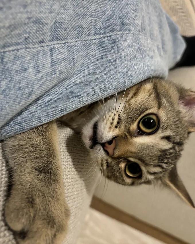 Tabby kitten peeking from a blanket